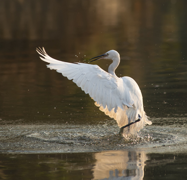 White Egret on a lagoon - Fotó, kép