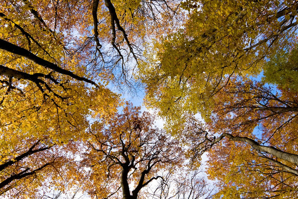 Árvores do Outono
 - Foto, Imagem