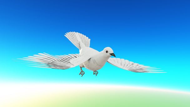 white dove - Фото, зображення