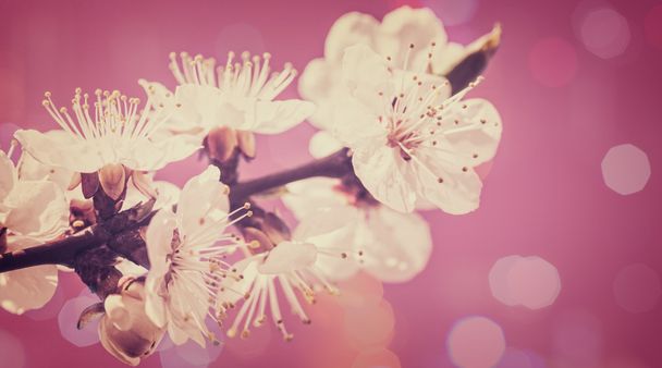 cherry flowers and beauty bokeh - Foto, afbeelding