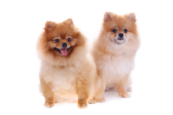 pomeranian dog cute pets isolated on white background - Foto, afbeelding