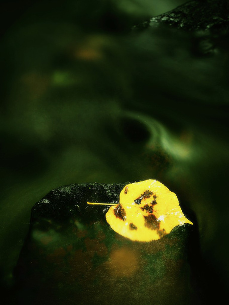 Podzimní barevný list. Trosečník na mokrém kameni v potoce - Fotografie, Obrázek