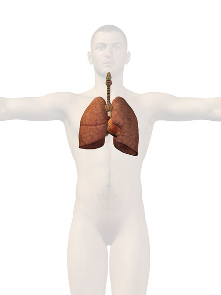 Ihmisen hengityselimet
 - Valokuva, kuva