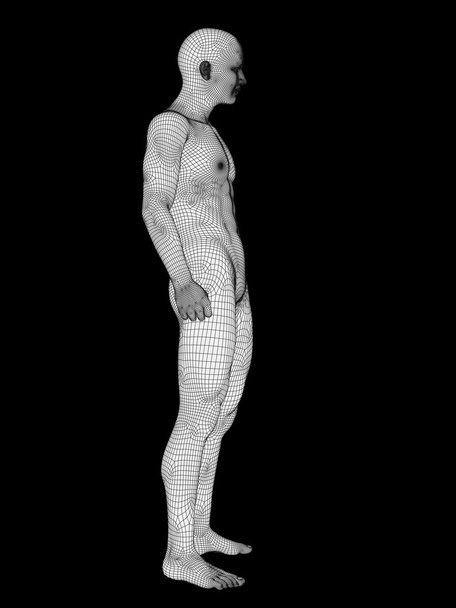Anatomia fatta di wireframe bianco
 - Foto, immagini