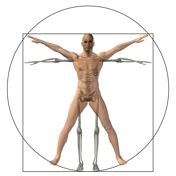 Vitruvian emberi, mint fogalom - Fotó, kép