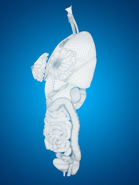 Sistema digestivo de malla
 - Foto, Imagen