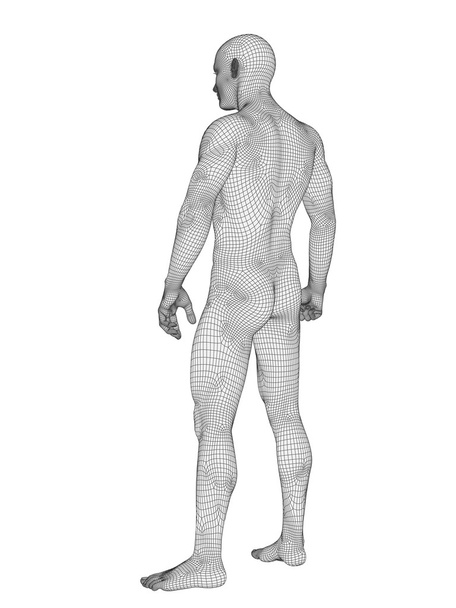 Anatomie gemaakt van witte draadframe - Foto, afbeelding