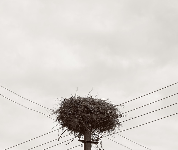 One stork in the nest in summer day, storks nest and family, stork mother in the nest, stork nest, migration, birds migration, huge nest, sepia photo, baby bird, vintage photo, family concept - Fotoğraf, Görsel