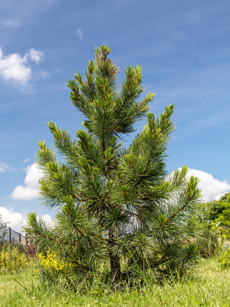Swiss pine - Photo, Image