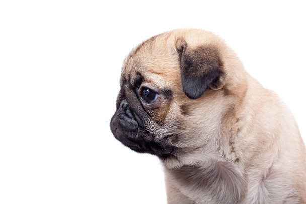 Young puppy pug - 写真・画像
