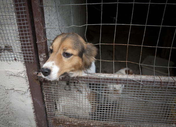 Cut dog behind bars - Photo, Image