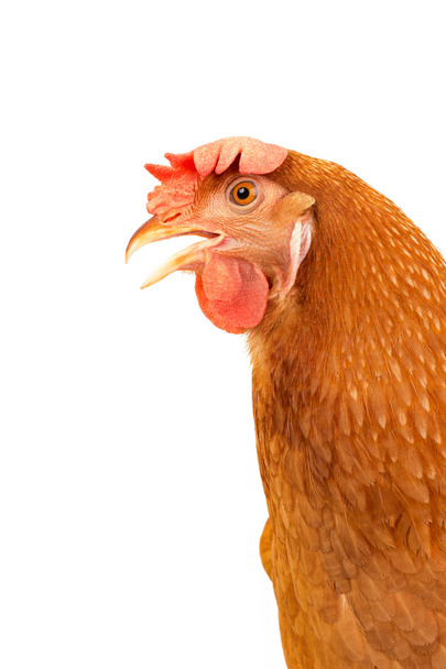 cerrar vista lateral de gallina de pollo marrón aislado fondo blanco
 - Foto, Imagen