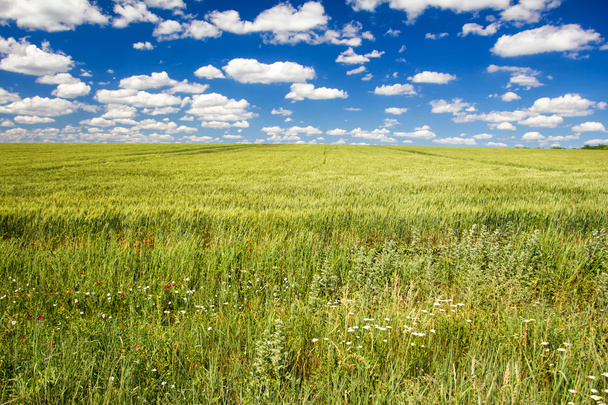 пшеничное поле - Фото, изображение