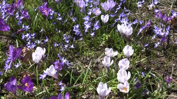 Krokus i cebulica kwiaty poruszają się w wiatr w ogrodzie wiosennym. 4K - Materiał filmowy, wideo