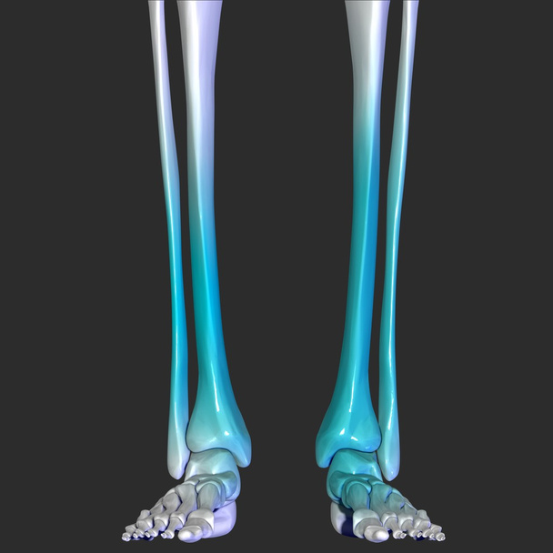 Csontváz lába - Fotó, kép
