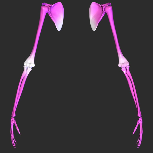 Mains de squelette
 - Photo, image