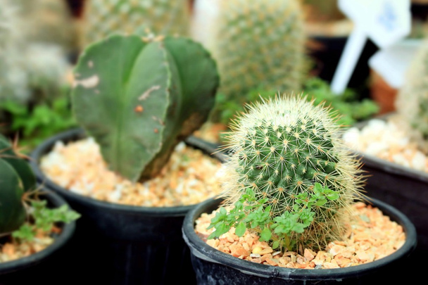 gros plan cactus
 - Photo, image