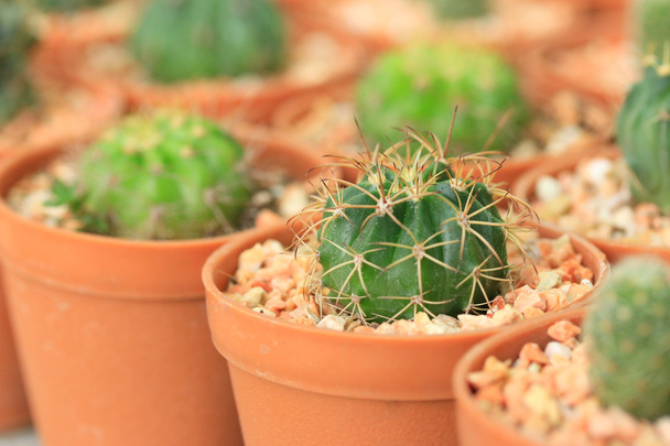 Close-up van cactus - Foto, afbeelding