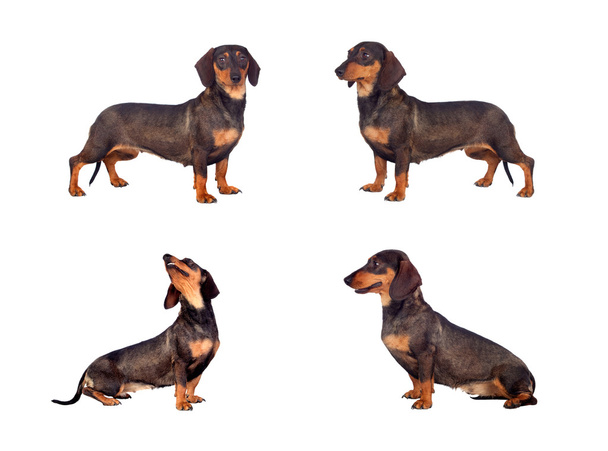 Photos sequence of dog teckel - Photo, Image