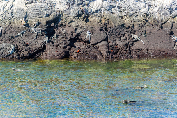 Marine Iguanas in Galapagos - Φωτογραφία, εικόνα