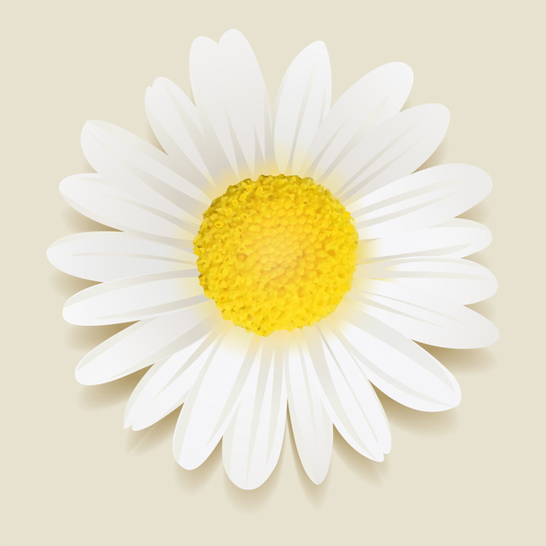 beautiful Daisy flower. - Vettoriali, immagini