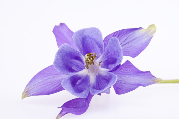 enkelvoudige violet bloem van Akelei - Foto, afbeelding