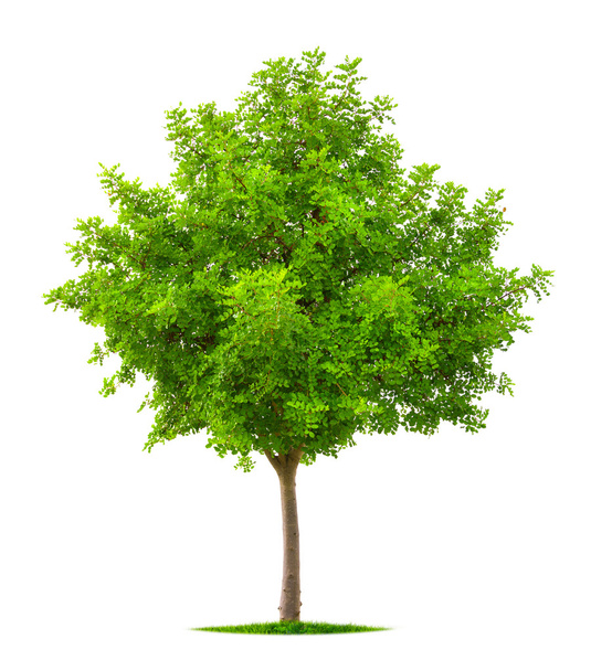 Young tree isolated on white - Fotografie, Obrázek