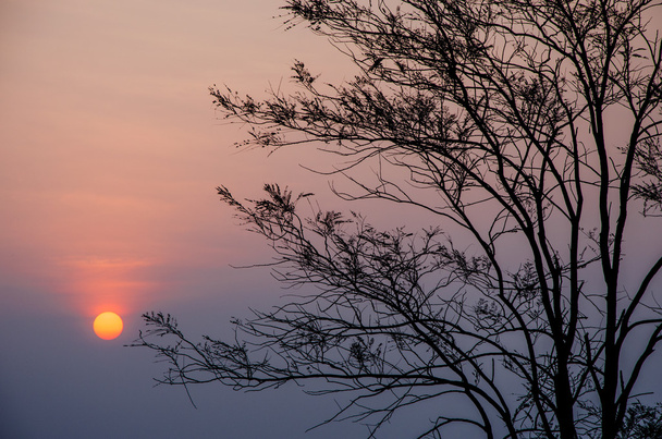 Sunrise in ochtend met Boom silhouet - Foto, afbeelding