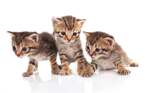 three striped kittens  - Φωτογραφία, εικόνα