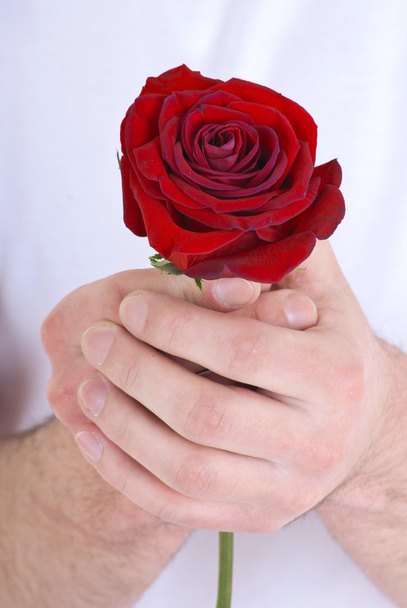 Red rose in men's hands - Photo, image