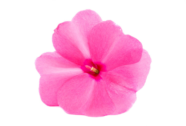 flor de bálsamo
  - Foto, imagen