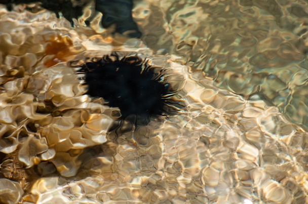 erizo de mar negro
 - Foto, Imagen