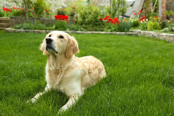 Adorável Labrador sentado na grama verde, ao ar livre
 - Foto, Imagem