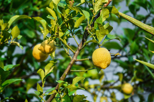 レモンの木 - 写真・画像