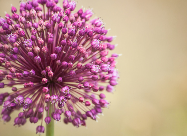 květy fialové cibule - Fotografie, Obrázek