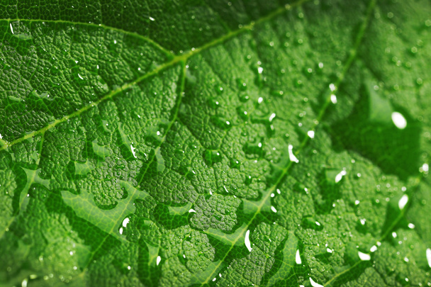 Green leaf with droplets, closeup - Foto, imagen