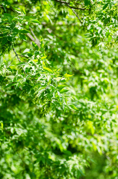 Green leaves - Foto, Bild