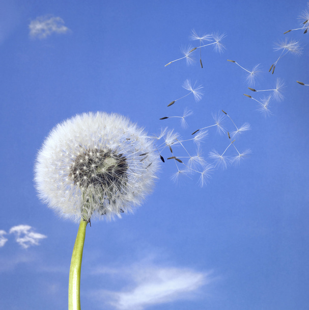 Voikukka pallo ja lentävät siemenet
 - Valokuva, kuva