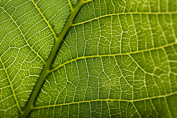 Green leaf background - Foto, Imagen