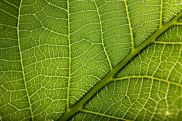 Green leaf background - Фото, изображение