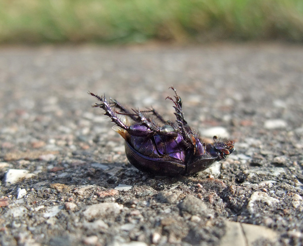 halott bogár hanyatt a járdán - Fotó, kép