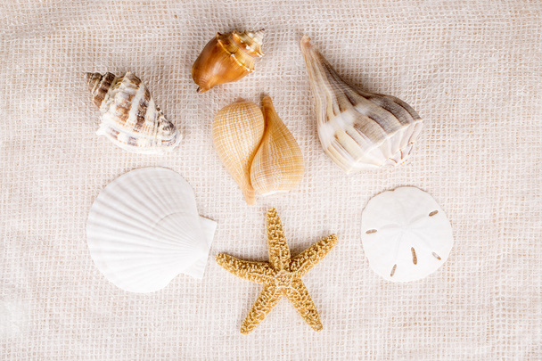 Madártávlatból nézet tengeri kagylókból át texturált fehér háttér - Fotó, kép