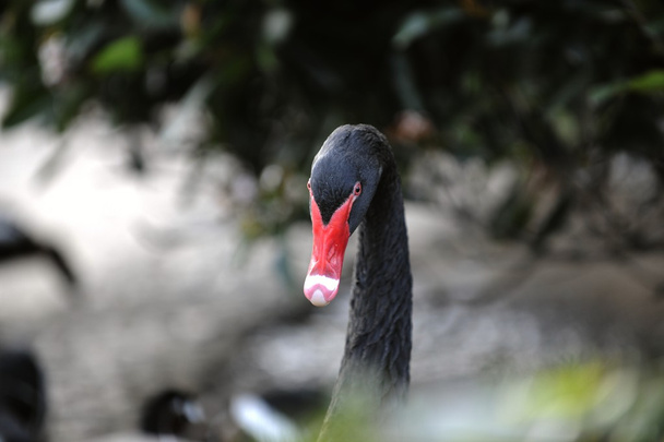 Close up Portrait of a black swan - Φωτογραφία, εικόνα