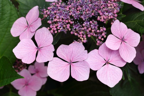 Hortensia fleurs
 - Photo, image