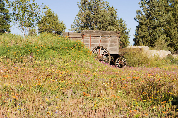 wagon in bloem veld - Foto, afbeelding