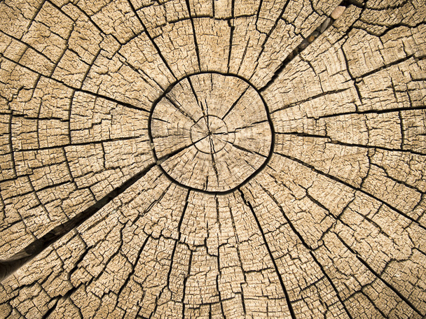 Anillos de árbol con grietas
 - Foto, Imagen