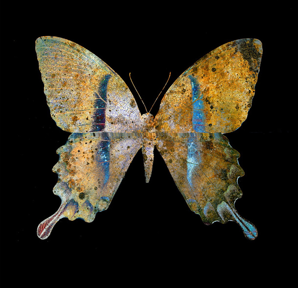 ipten kelebek, illüstrasyon ve karışık orta, soyut arka plan, vintage pas etkisi - Fotoğraf, Görsel