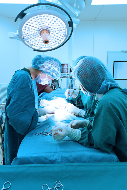 group of veterinarian surgery in operation room - Foto, Imagem
