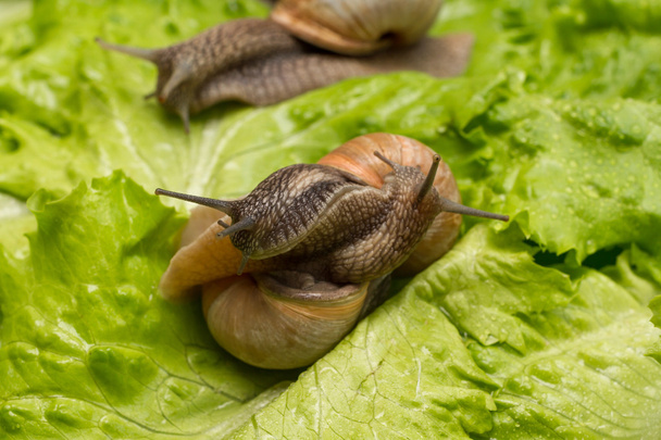 Snails in the mating season. - Fotografie, Obrázek