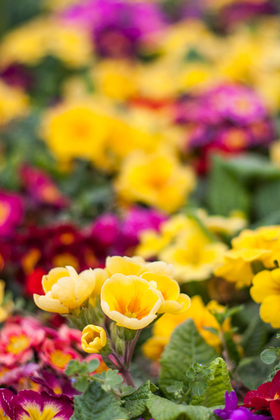 Primulas amarillas en un parque de Estambul
 - Foto, Imagen